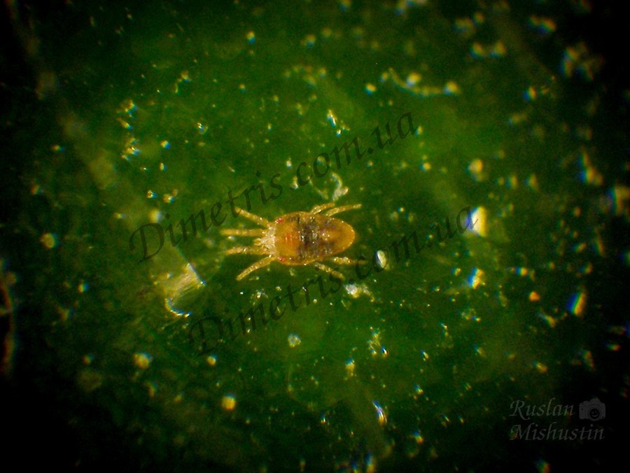 Красный плоский клещ Brevipalpus obovatus Красный плоский клещ Brevipalpus obovatus