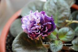 Очень крупные махровые, я бы сказала, тяжелые цветы. Очень крупные махровые, я бы сказала, тяжелые цветы.