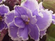 Полумахровые темно-синие с широкой белой каймой цветы. Темно-зеленая простая заостренная глянцевая листва с красной изнанкой. Полумахровые темно-синие с широкой белой каймой цветы. Темно-зеленая простая заостренная глянцевая листва с красной изнанкой.