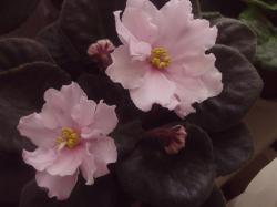 Огромные светло-розовые полумахровые звёзды (7 см. и больше) на сильных высоких цветоносах. Иногда немного синего фэнтези. Тёмная листва дополняет эту нежность. Огромные светло-розовые полумахровые звёзды (7 см. и больше) на сильных высоких цветоносах. Иногда немного синего фэнтези. Тёмная листва дополняет эту нежность.