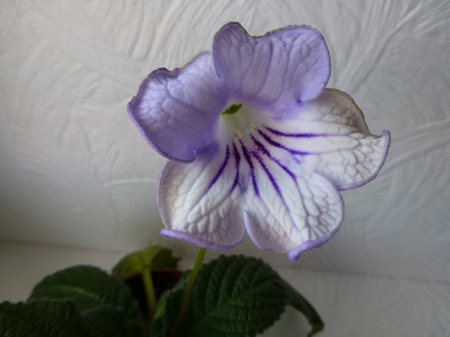 005 - копия.JPG