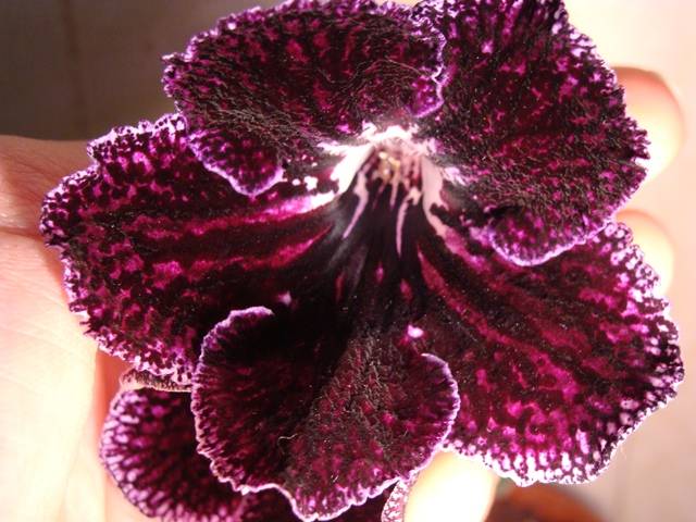 009 - неодим.jpg