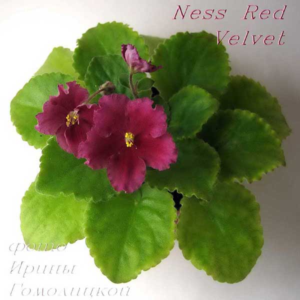 009Ness_Red_Velvet.00.jpg
