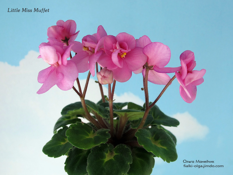 01Little-Miss-Muffet-р-IMG_0195.jpg