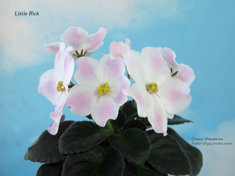 01Little-Rick-р-исхIMG_0350.jpg