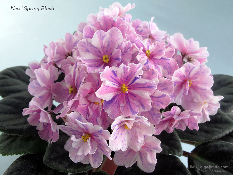 01Ness'-Spring-Blush-б-исхIMG_0082.jpg