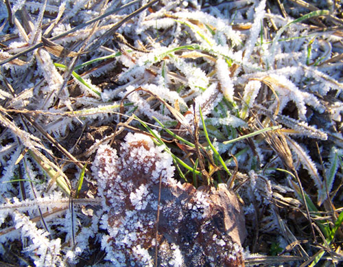 100_0800Изморозь-на-траве.jpg