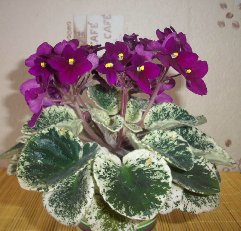 100_1863 (2).JPG