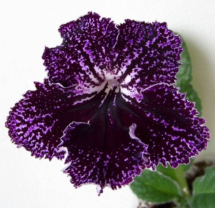 100_4253.jpg