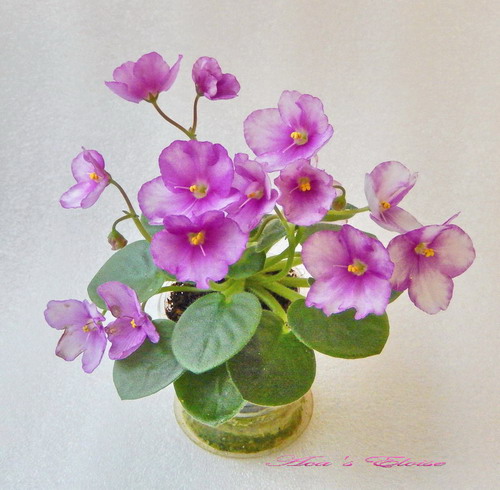 133 Aca's Eloise2.jpg