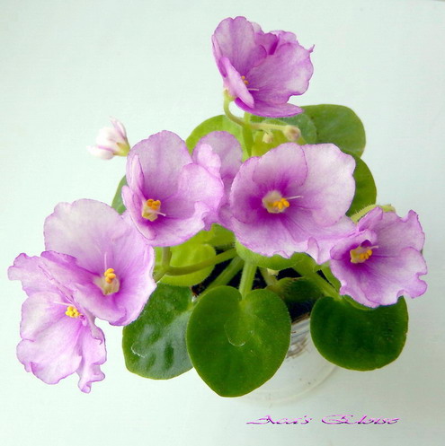 133 Aca's Eloise.jpg