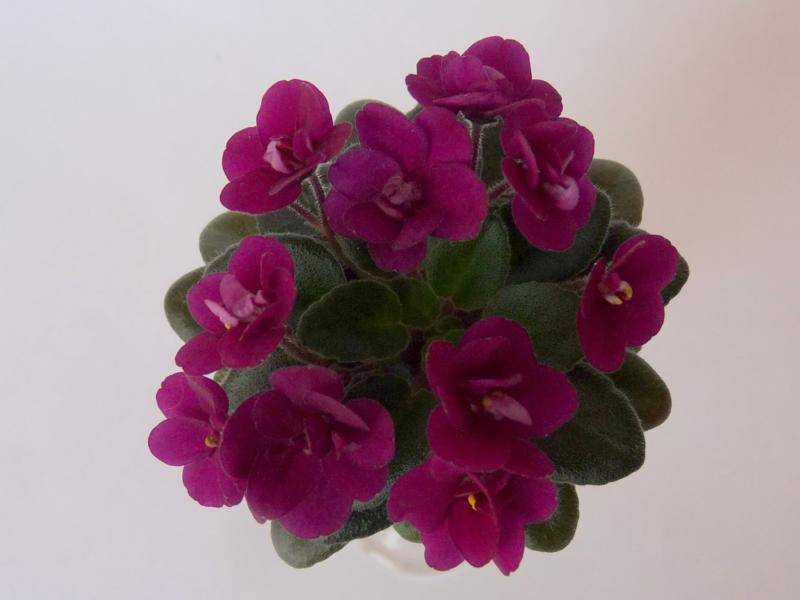 19.06 мини 033_800x600.jpg