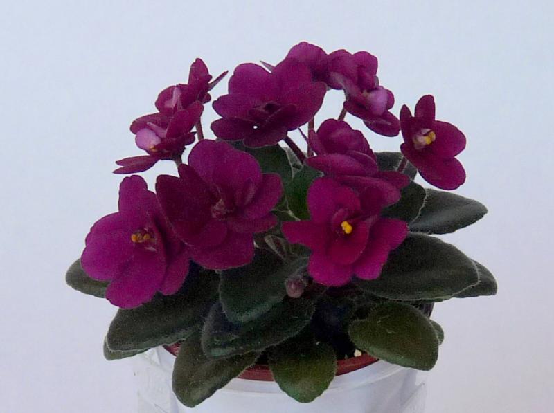 19.06 мини 034_800x597.jpg