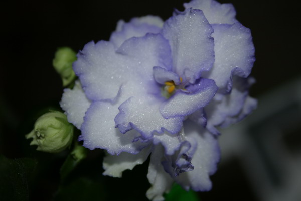 20080712_0719-01.jpg