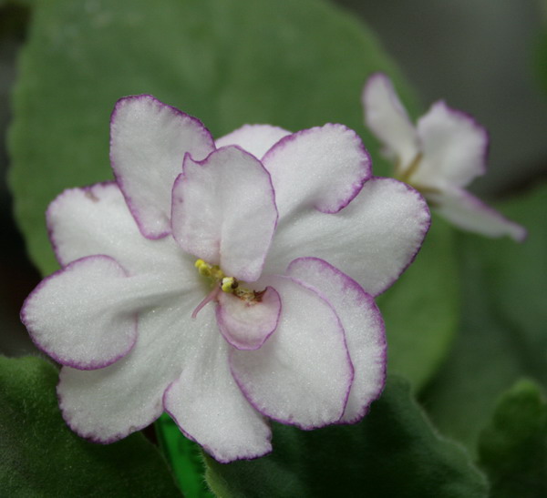 20081129_1771-1.jpg