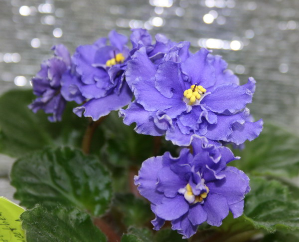 20090412_3130-1.jpg