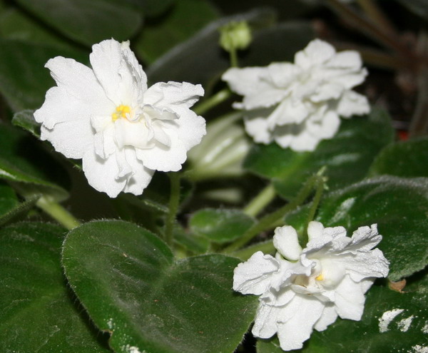 20091024_5803_1.jpg