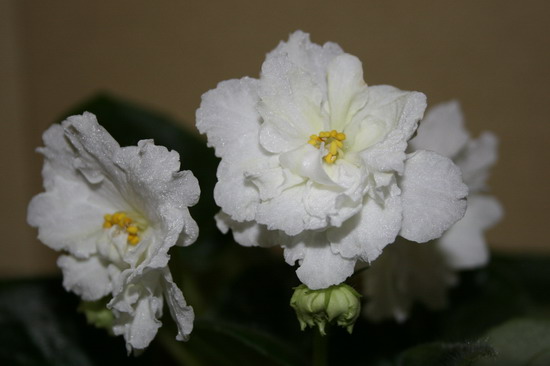 20100107_6398_1.jpg