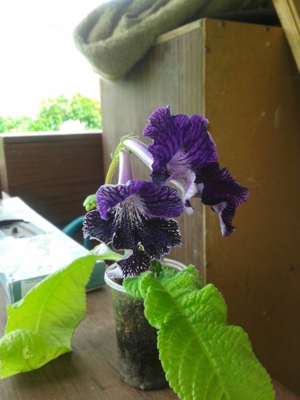 20160720_130850.jpg