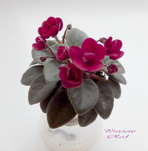 39-1 Precious Red.jpg