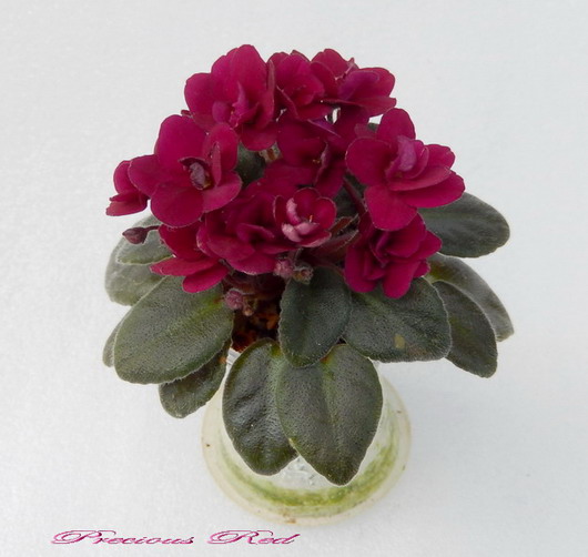 39 Precious Red9.jpg