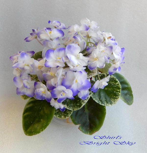 57-1 Shirl's Bright Sky34.jpg