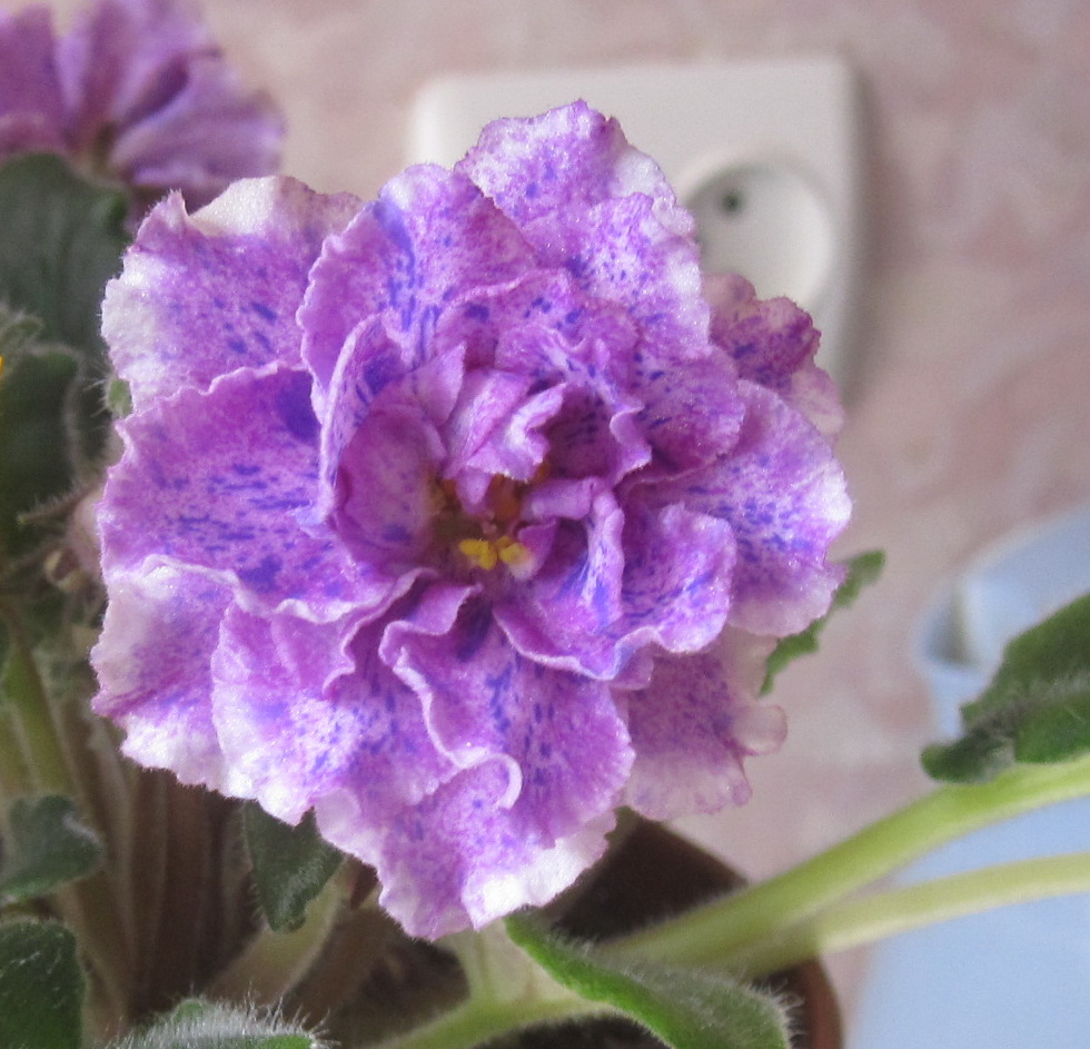 фиалки 015.jpg