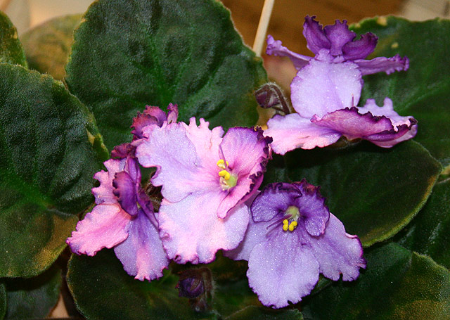 _018.jpg