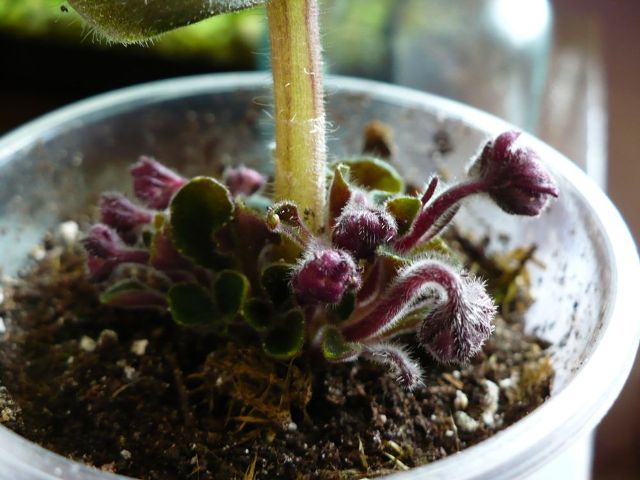 _031_121.jpg