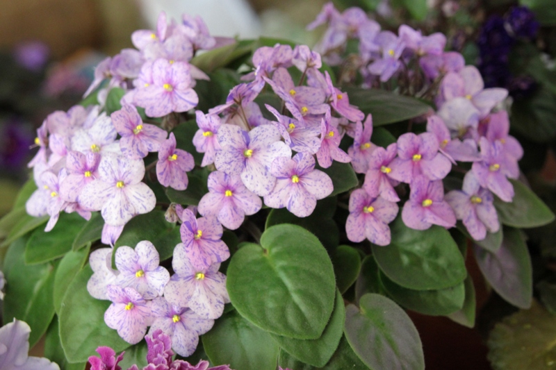 каталог 1179.jpg