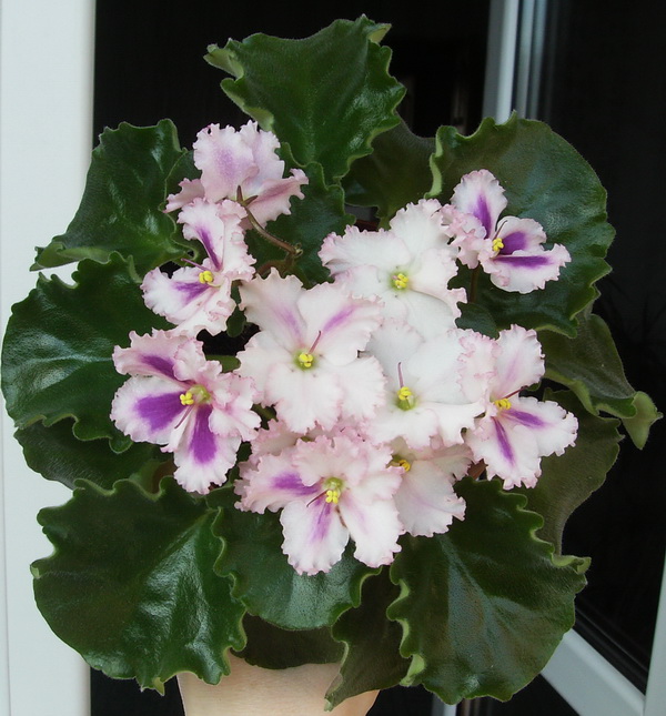 ф 121 спортик 2.jpg