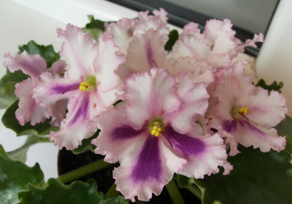 ф 121 спортик.jpg