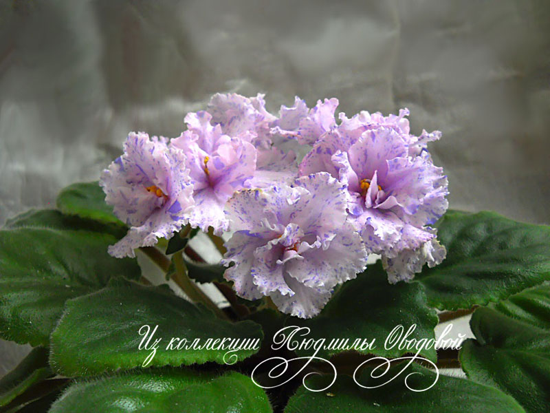 Ян-Паша1.jpg