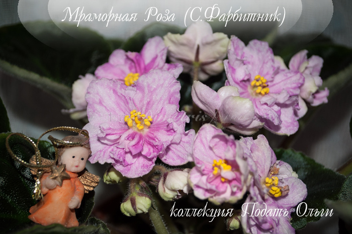 Мраморная Роза2014.jpg