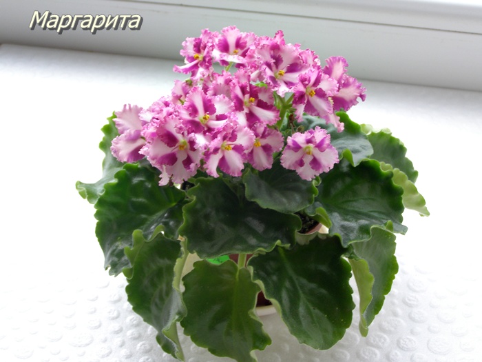 Маргарита 2.JPG