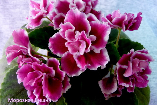 Фото 395_новый размер.jpg