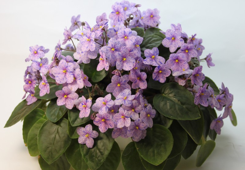 каталог 3986.jpg