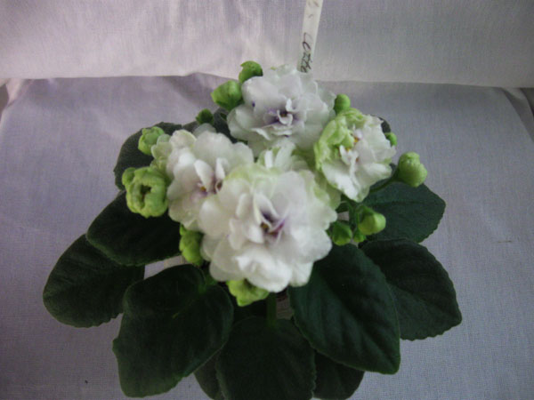 Изображение 429.jpg