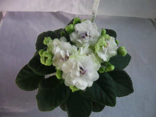 Изображение 430.jpg