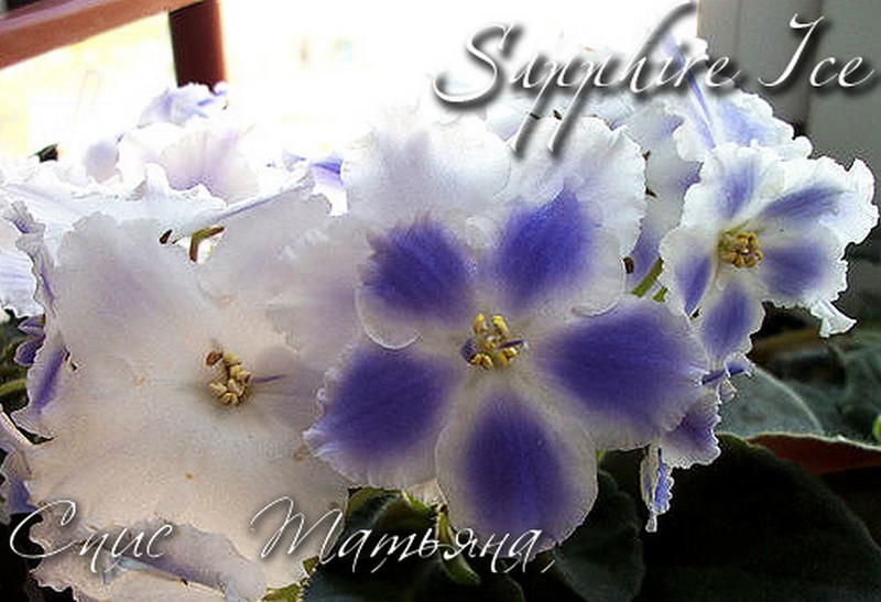 Без имел89ни-1.jpg