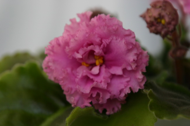 -синие 036_измен.размер.jpg