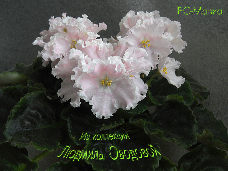 РС-Мавка-09.2012.jpg