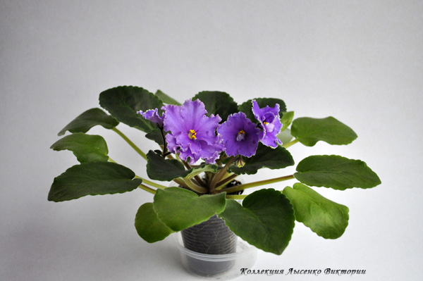 ЛЕ-Голубые Омуты111111.JPG