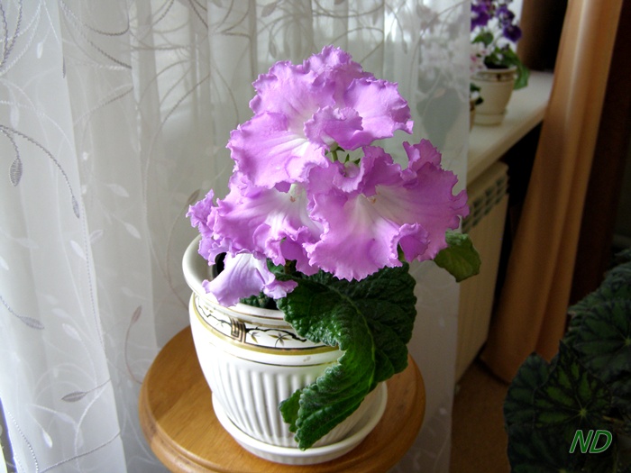 облачко перламутровое 1.JPG