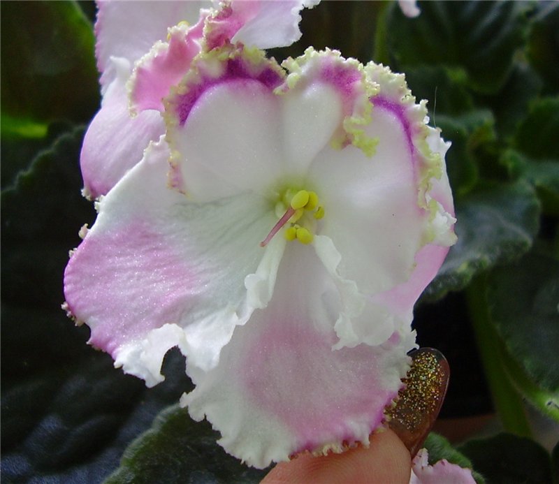 -Стефания 1.jpg