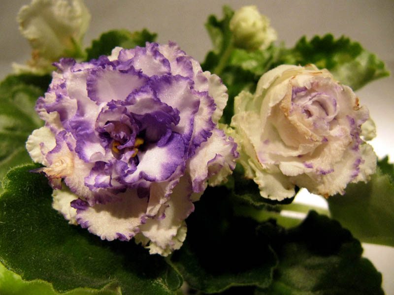 -Зелёная лагуна2.jpg