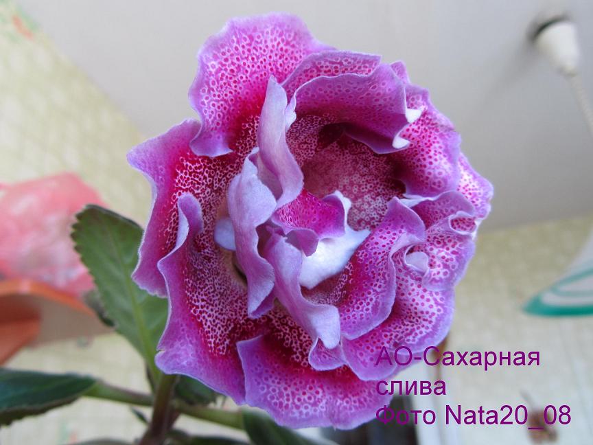-Сахарная слива2+.JPG
