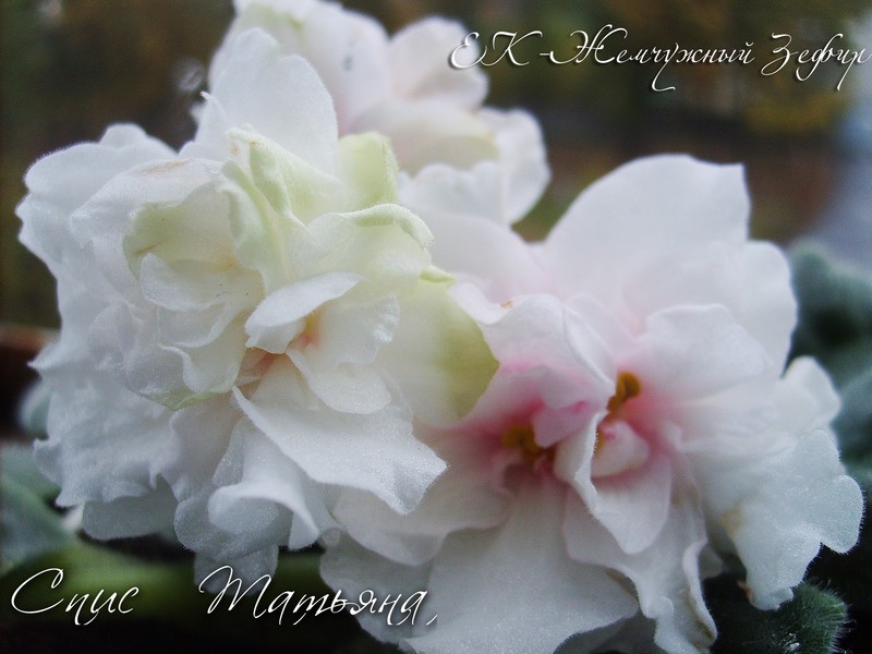 Жемчужный зефир.jpg