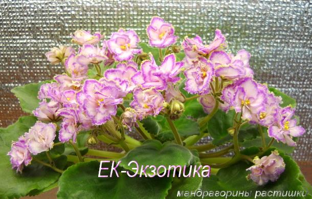 ЕК-Экзотика.jpg