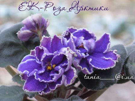 -Роза Арктики 1.jpg